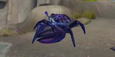 Saphirkrabbe