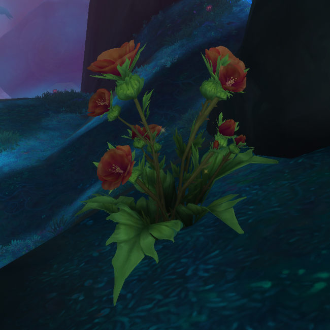 Midnight Kraeuterkunde Kraeuter Rotdorn