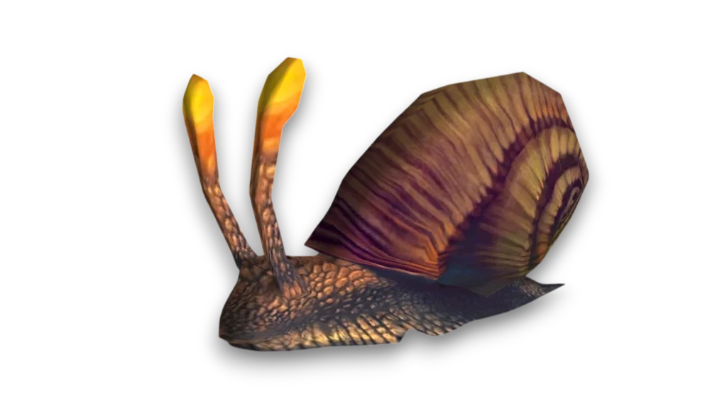 Rapana Whelk