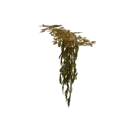 Hanging Yellowed Kelp