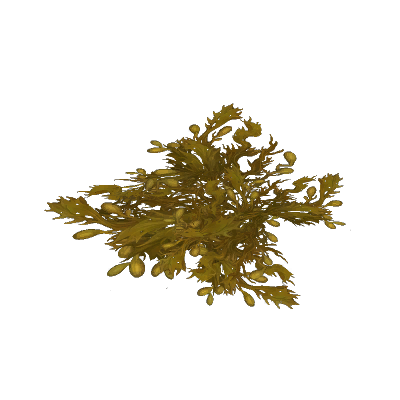 Yellowed Kelp Pile